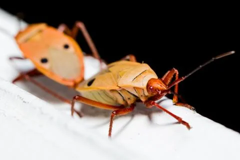 Cotton stainer bug Stock Photos