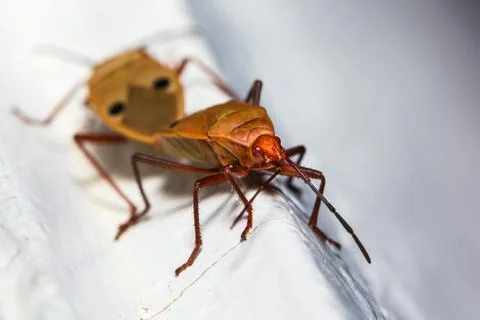 Cotton stainer bug Stock Photos