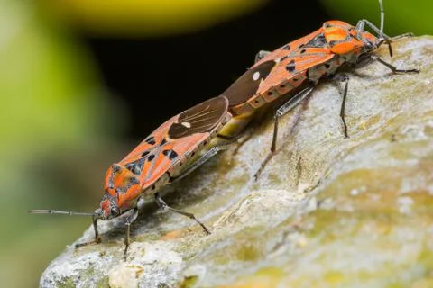 Cotton stainer bug Stock Photos