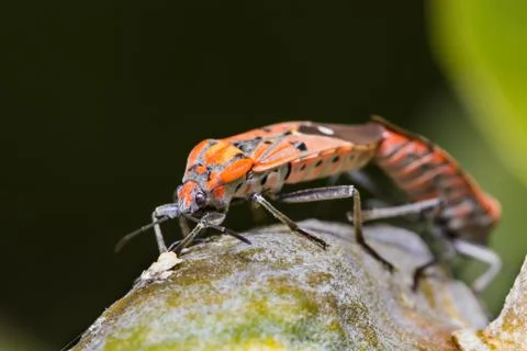 Cotton stainer bug Stock Photos