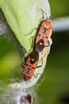 Cotton stainer bug Stock Photos