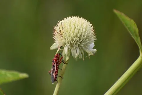 Cotton stainer bugs mating in the swamp Stock Photos