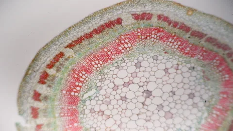 Cotton stalk. Cross section under microscope. 100x times magnification. Detailed Stock Footage 266253595