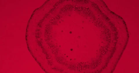 Cotton stem under a microscope with moving germs. Infected view with red filter Stock Footage 189488683
