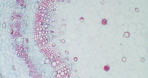 Cotton stem under a microscope with moving germs, microbes and bacteria Vídeo Stock 189529522
