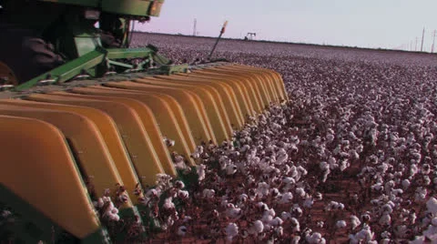 Cotton stripper tines Stock Footage 27151293