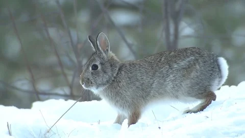 Cotton-tailed Rabbit Bunny Digging and Foraging for Food in Snow in Winter Stock Footage