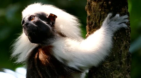 Cotton tamarind Stock Footage 55920198