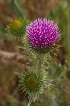 Cotton Thistle in Bloom 스톡 사진