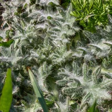 Cotton Thistle Stock Photos