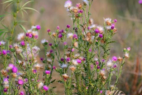 Cotton thistle Stock Photos