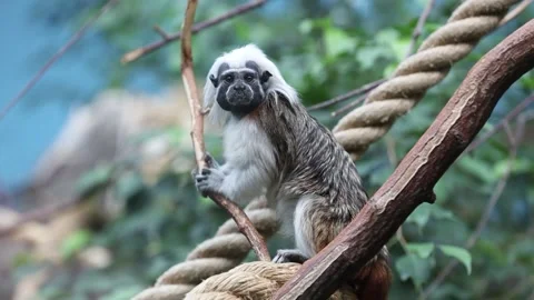 Cotton top tamarin dwarf monkey ape video selective focus background blur Stock-Footage 297418257