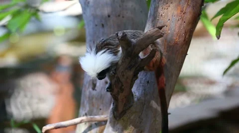Cotton-top Tamarin Monkey Stock Footage 56234042