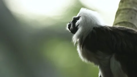 Cotton-top tamarin monkey jump to another tree Video stock 203162501