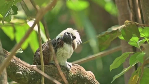 A cotton-top tamarin monkey perches on a tree branch in a green tropical fo.. Stock Footage 343188949