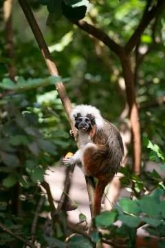 Cotton-top Tamarin Monkey Stock Photos