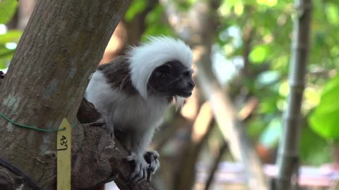 Cotton-top Tamarin Monkey sitting on the tree 스톡 동영상 133250880
