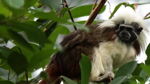 Cotton-Top Tamarin Monkey Sitting on a Tree Branch in Tropical Rainforest 库存影片 328564832