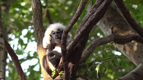 Cotton-top Tamarin Monkey taking a rest on the tree 스톡 동영상 133249965
