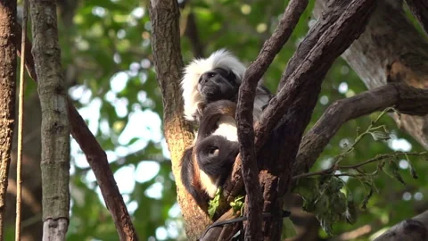 Cotton-top Tamarin Monkey taking a rest on the tree 스톡 동영상 133250286