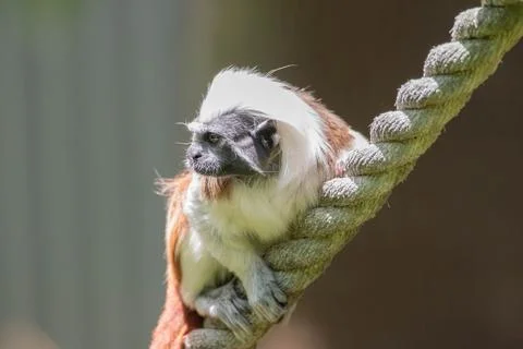 A cotton-top tamarin Stock Photos