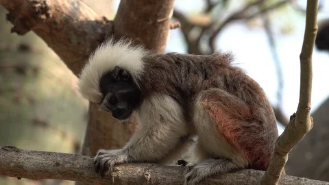 Cotton Top Tamarin sit in tree in rainforest looking around close up Stock Footage 103424797
