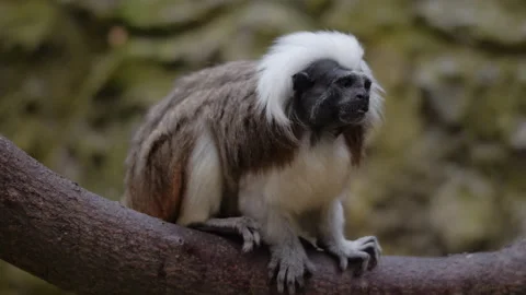 Cotton-top tamarin is sitting on a tree branch 스톡 동영상 137097714