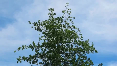 Cotton tree blown by strong winds Stock Footage 264254085