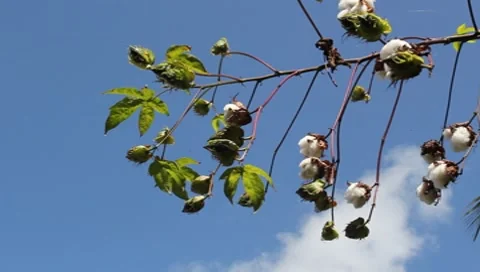 Cotton Tree Stock Footage 8607073