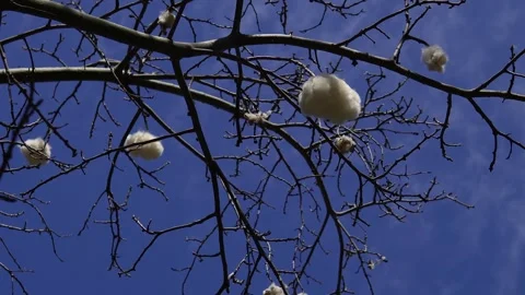 Cotton tree. Stock Footage 308189582