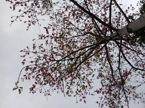 Cotton tree with red flowers Stock Photos