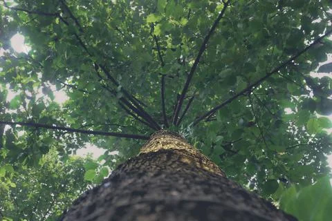 Cotton tree view from under side Foto stock