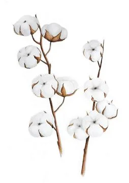 Cotton twigs vector illustration. Stock Illustration