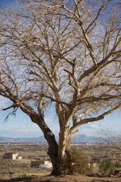Cotton Willow Tree 794 Stock-Fotos