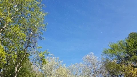 Cotton in the Wind Video stock 129044275