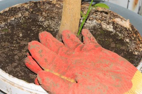 Cotton working gloves Foto stock