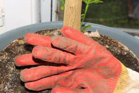 Cotton working gloves Foto stock