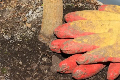 Cotton working gloves Foto stock