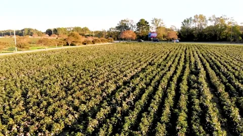 Cottonfield flyover at sunset Stock Footage 142325962