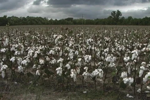 Cottonfield Storm Stock Footage 266062