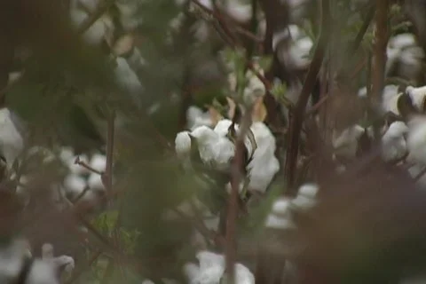 Cottonfield Storm2 Stock Footage 266054