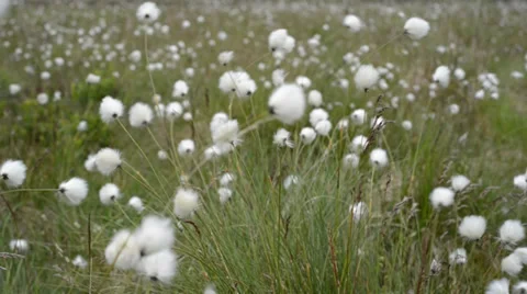 Cottongrass blowing in wind 動画素材 29486692