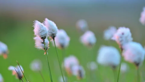 Cottongrass blowing in the wind Stock Footage 296700856