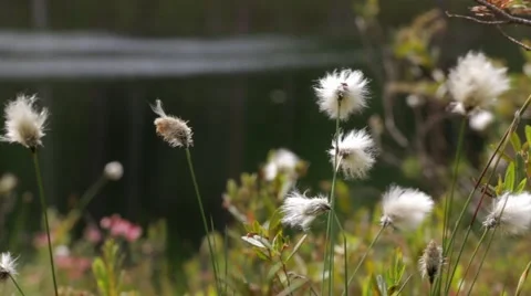 Cottongrass close-up in the wind Stock Footage 52324173