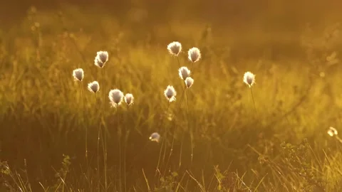 Cottongrass during sunset Stock Footage