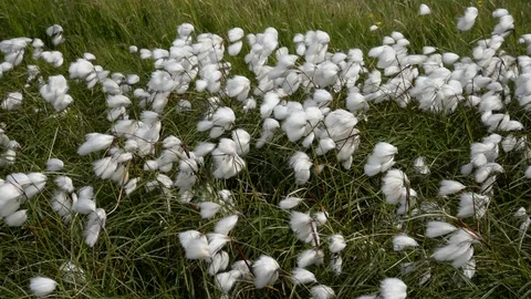 Cottongrass Stock Footage 106468990