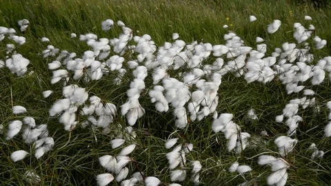 Cottongrass Stock Footage 106468995