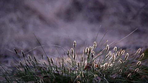 Cottongrass in forest Stock Footage 82213285