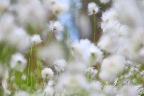 Cottongrass in forest Stock Photos