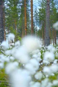 Cottongrass in forest Stock Photos